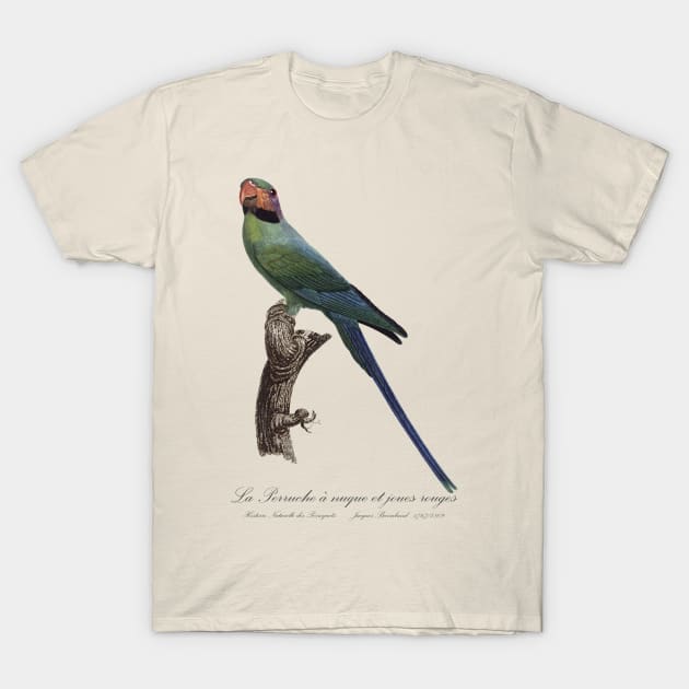 La Perruche a Nuque et Joues Rouges Parakeet - Jacques Barraband 19th century Illustration T-Shirt by SPJE Illustration Photography